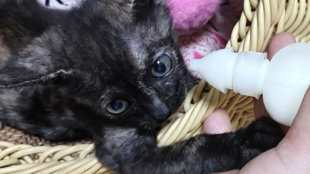 猫喝牛奶会拉肚子？乳糖是真凶，但“九成猫不耐受”没实验出处