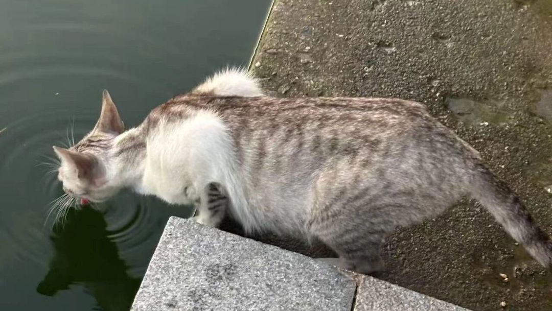 猫喝牛奶会拉肚子？乳糖是真凶，但“九成猫不耐受”没实验出处