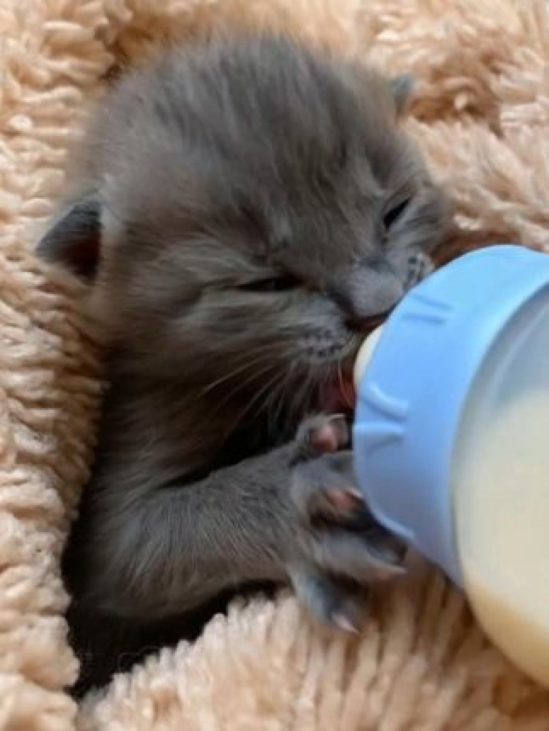 猫喝牛奶会拉肚子？乳糖是真凶，但“九成猫不耐受”没实验出处
