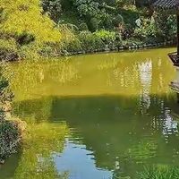 给家里长辈挑灵芝孢子油,先看懂总三萜这一行