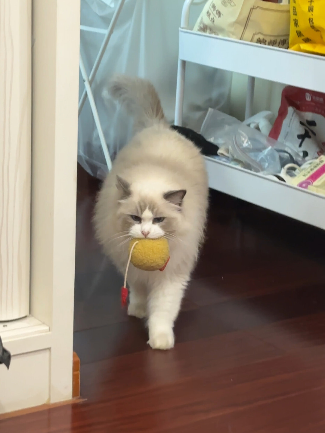 猫把死虫子叼到你枕边,是报恩还是嫌你菜?研究实锤的是这几条