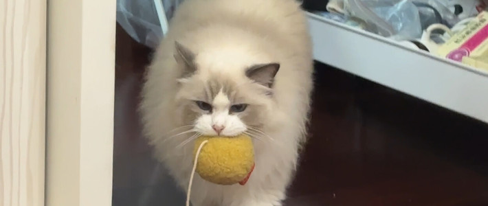 猫把死虫子叼到你枕边，是报恩还是嫌你菜？研究实锤的是这几条