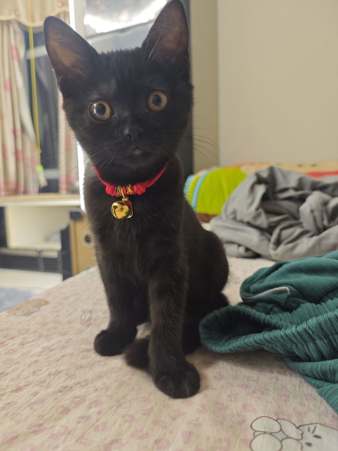 猫把死虫子叼到你枕边,是报恩还是嫌你菜?研究实锤的是这几条