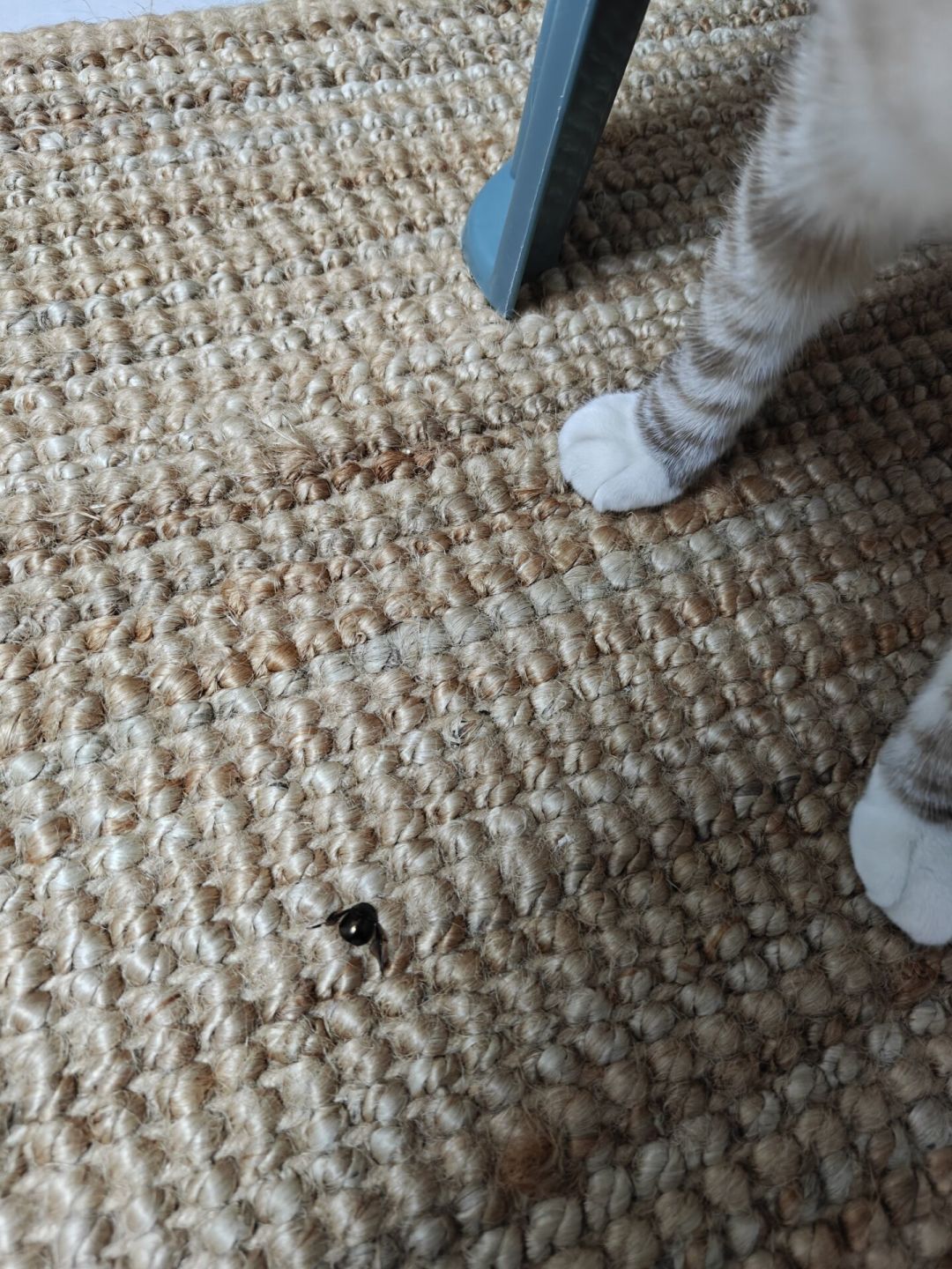 猫把死虫子叼到你枕边,是报恩还是嫌你菜?研究实锤的是这几条