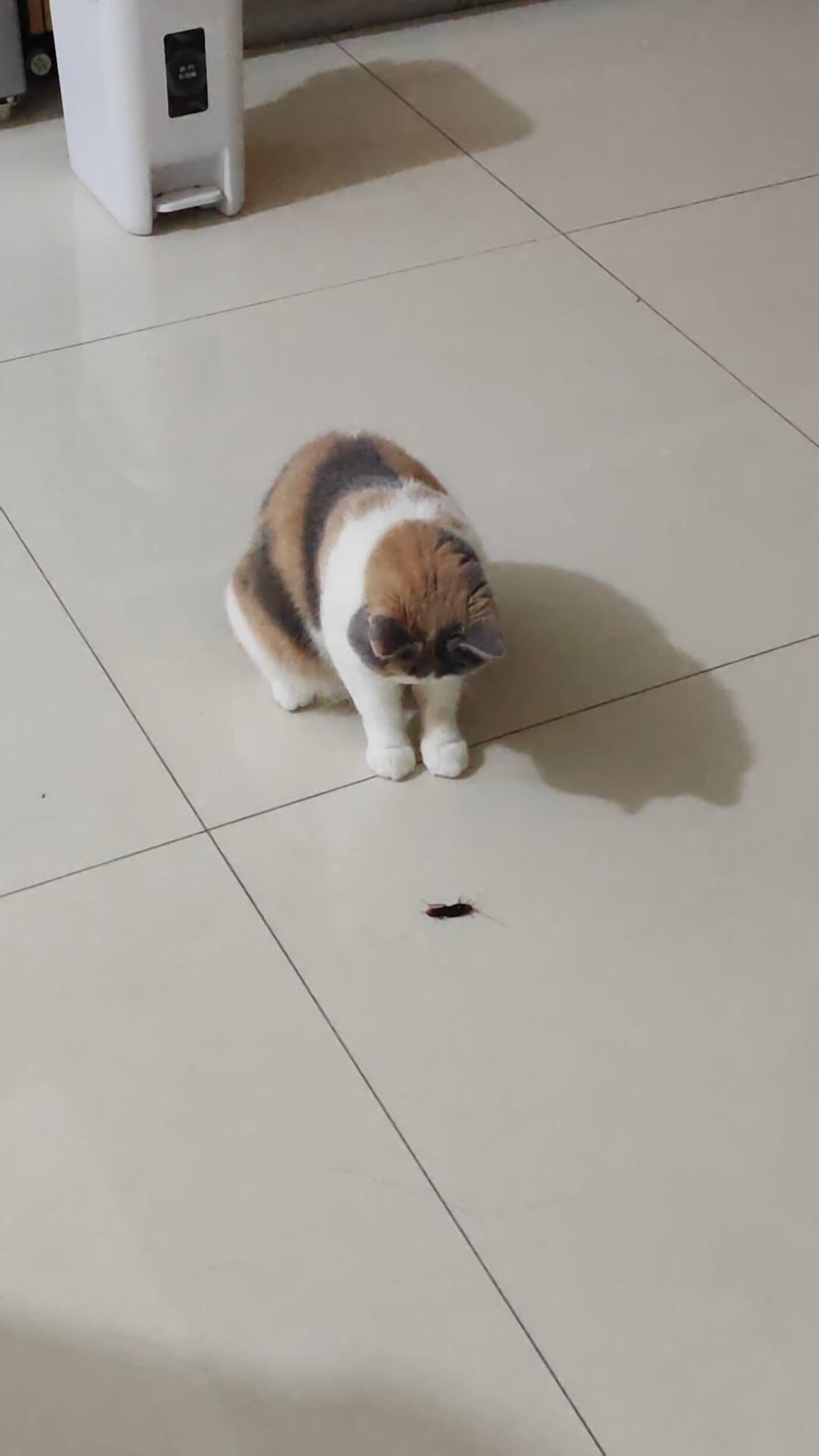 猫把死虫子叼到你枕边,是报恩还是嫌你菜?研究实锤的是这几条