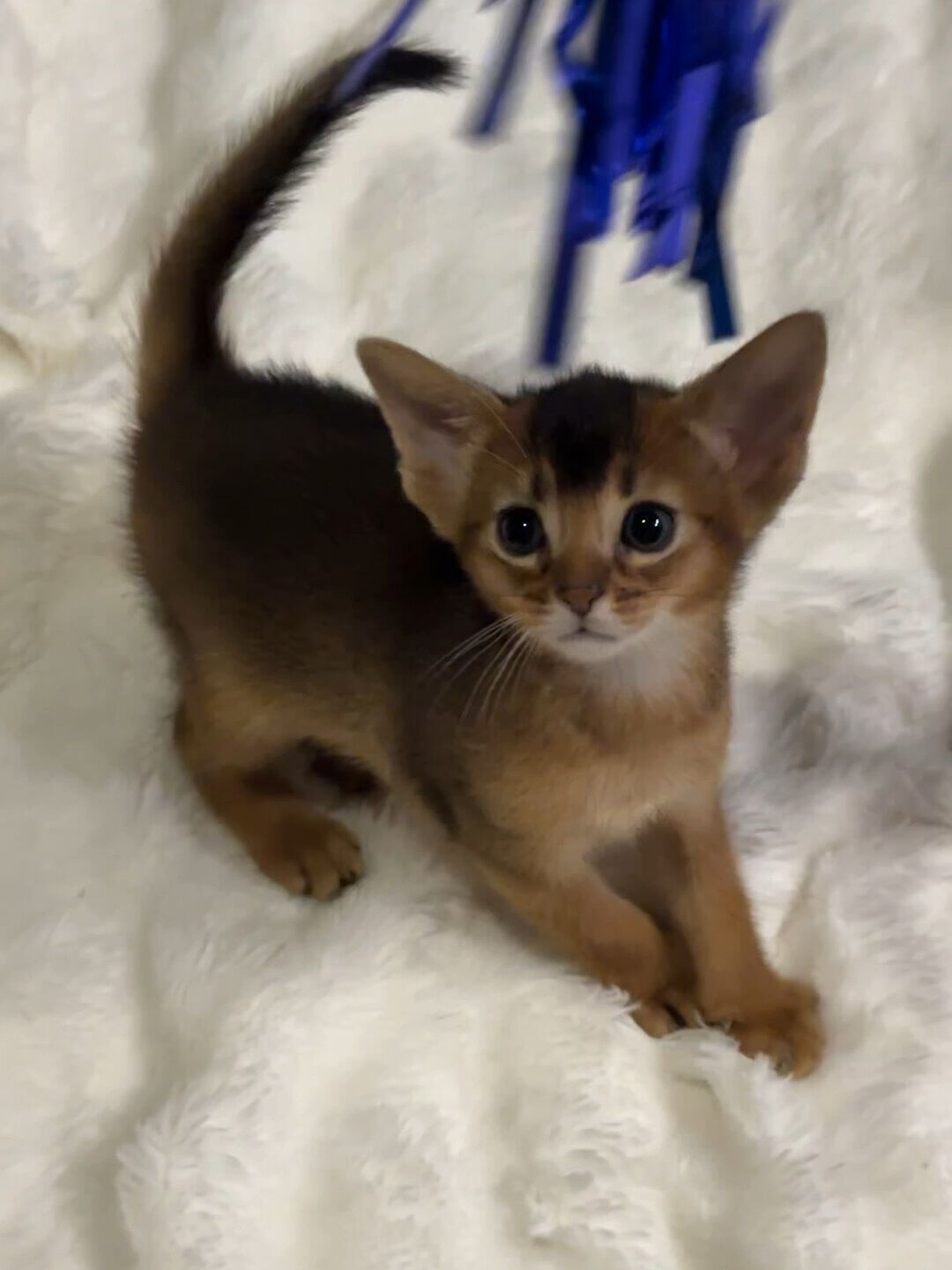 猫把死虫子叼到你枕边,是报恩还是嫌你菜?研究实锤的是这几条