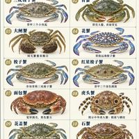 海鲜摊认蟹指南！花蟹、青蟹、石蟹分清了吗