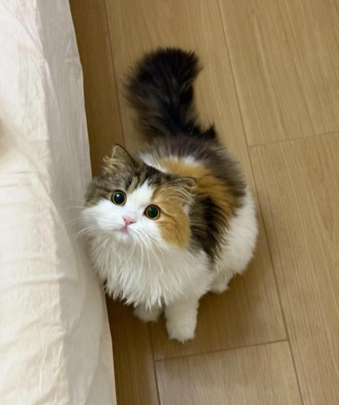 三花猫几乎都是母猫?基本属实,但"3000分之一"查无出处