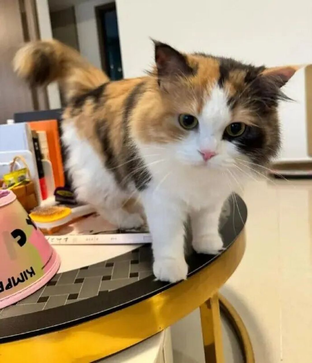 三花猫几乎都是母猫?基本属实,但"3000分之一"查无出处