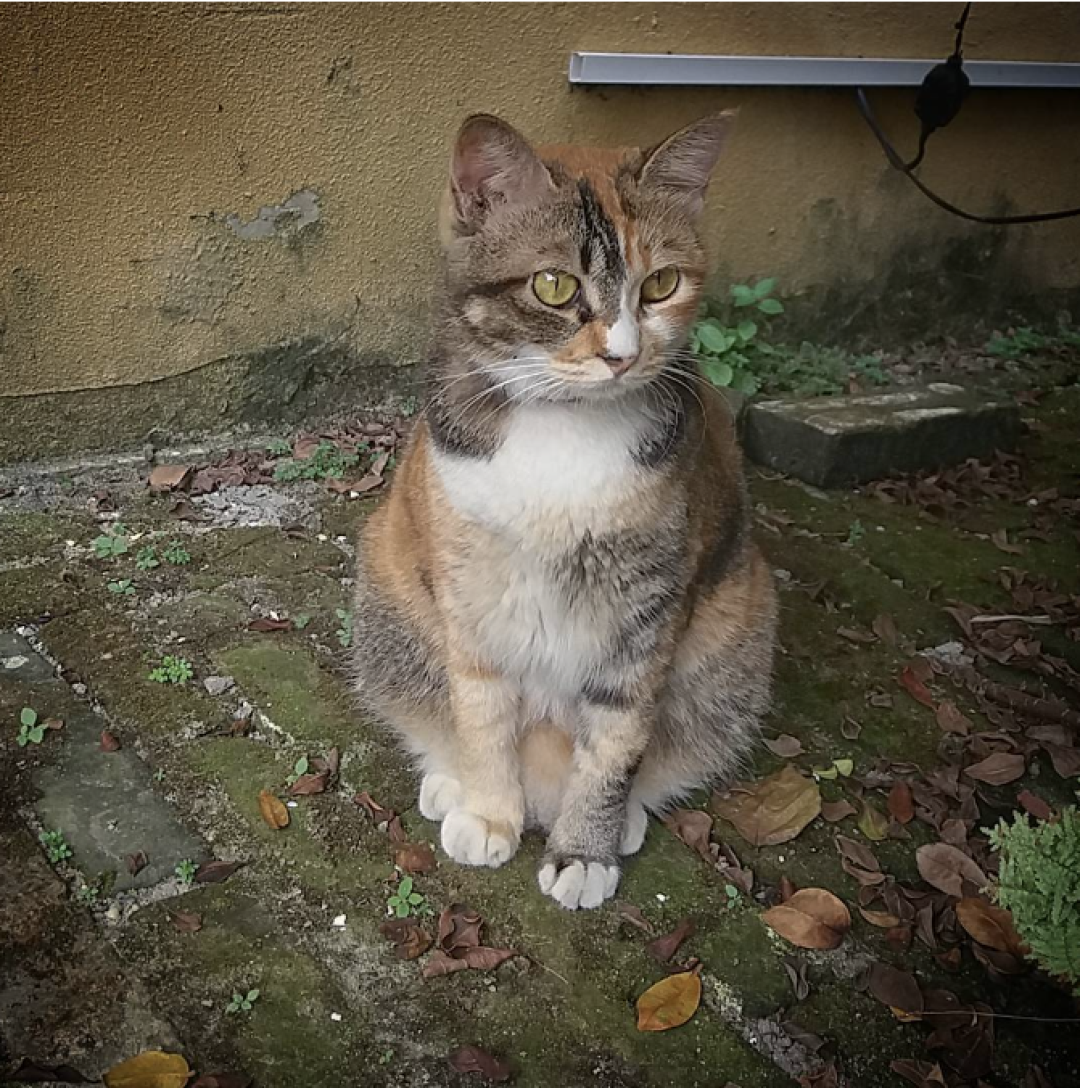 三花猫几乎都是母猫?基本属实,但"3000分之一"查无出处