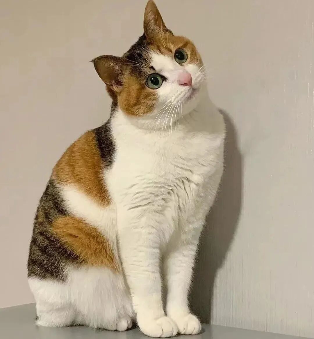 三花猫几乎都是母猫?基本属实,但"3000分之一"查无出处