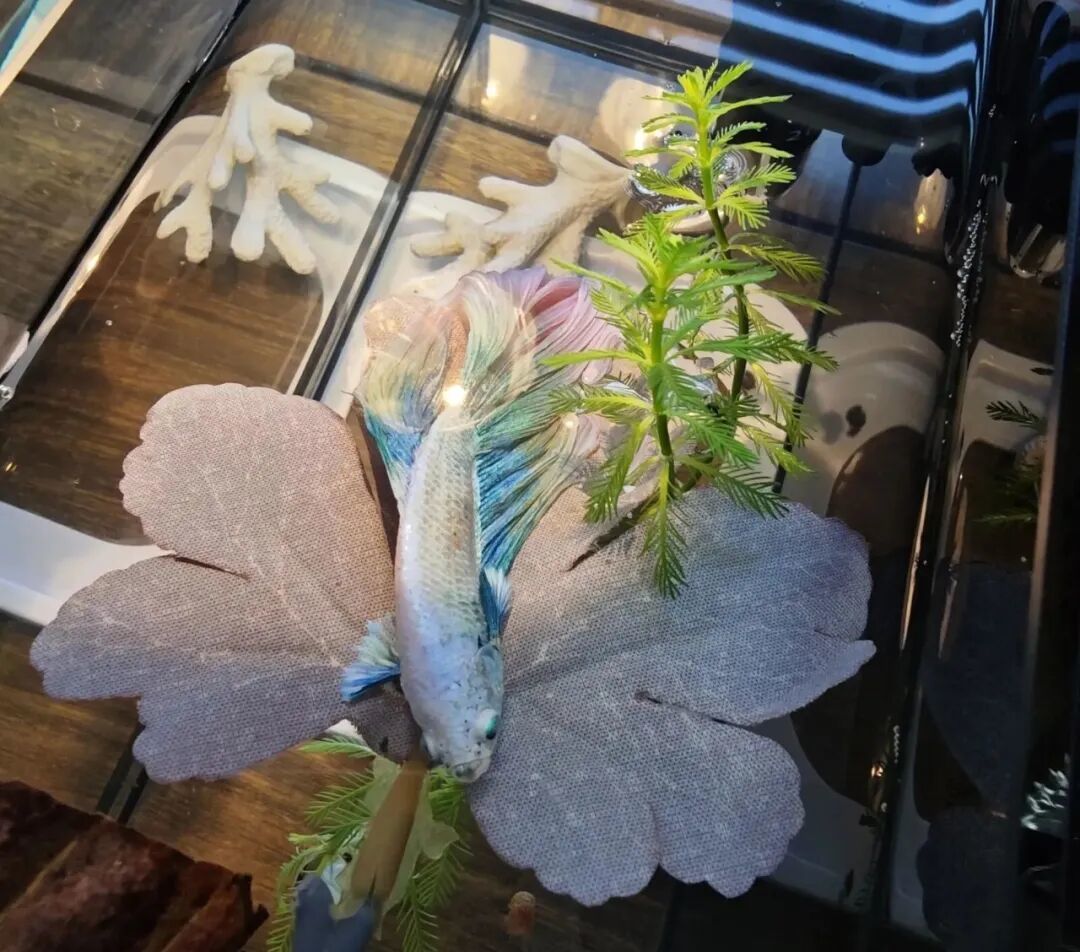 鱼睁着眼一动不动就是在睡觉?睡是真的,但这几种情况不是