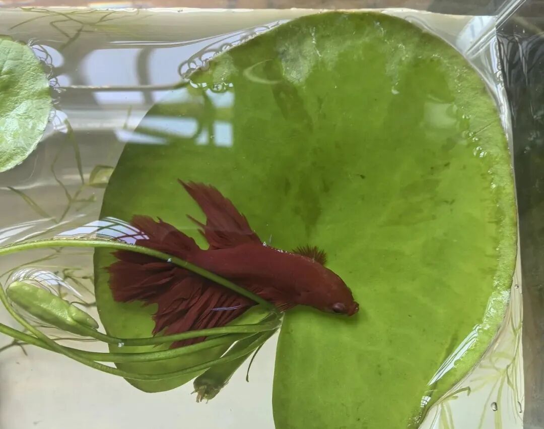 鱼睁着眼一动不动就是在睡觉?睡是真的,但这几种情况不是