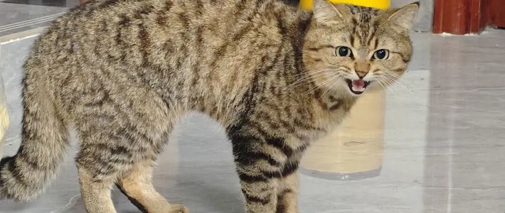 猫摸着摸着突然咬人？