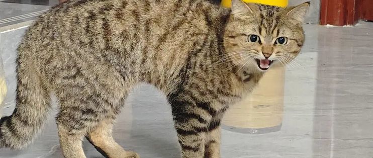 猫摸着摸着突然咬人？"过度刺激"查无实验，测到的是另一件事