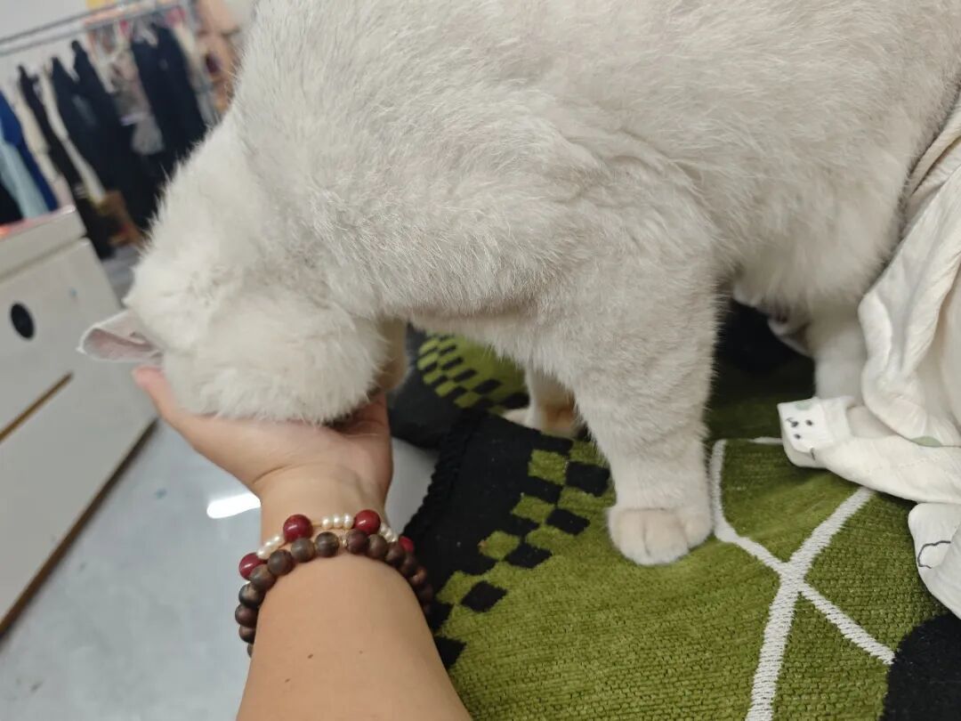 猫摸着摸着突然咬人?"过度刺激"查无实验,测到的是另一件事