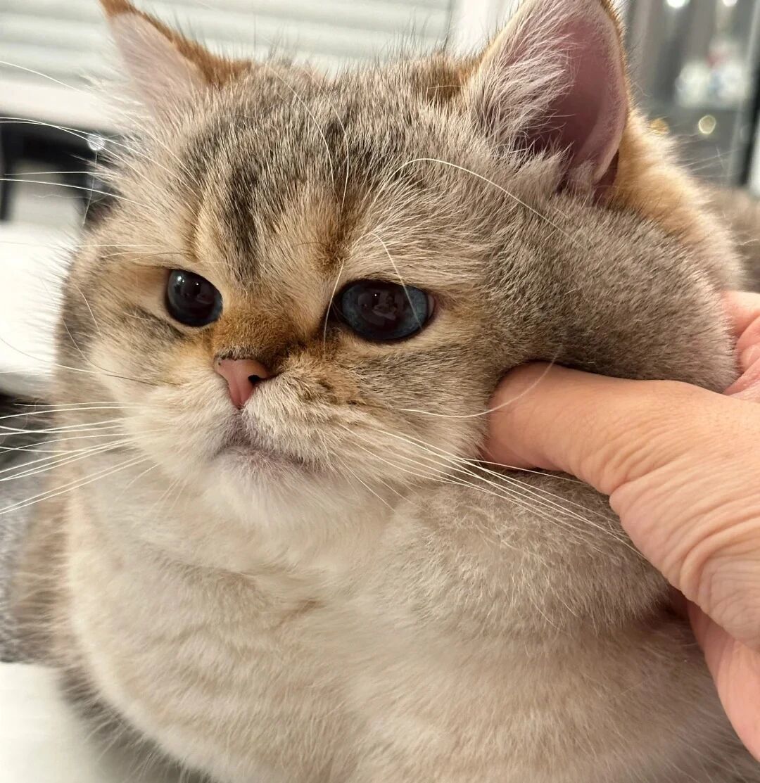猫摸着摸着突然咬人?"过度刺激"查无实验,测到的是另一件事
