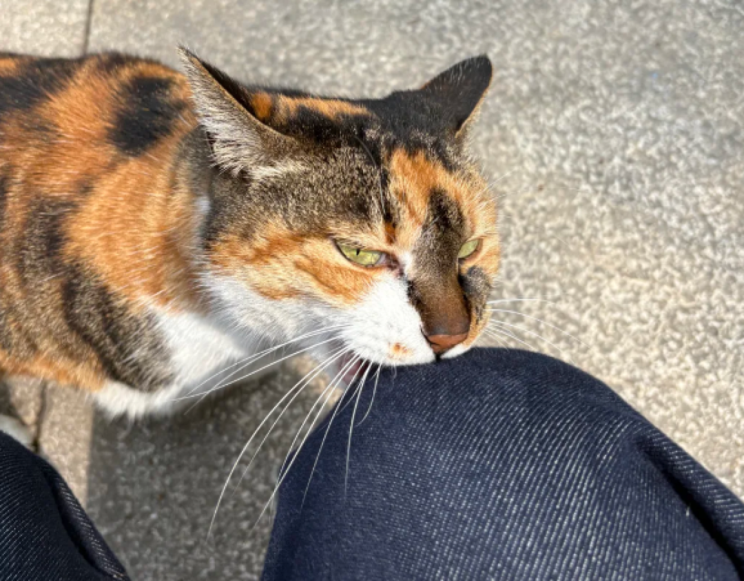 猫摸着摸着突然咬人?"过度刺激"查无实验,测到的是另一件事