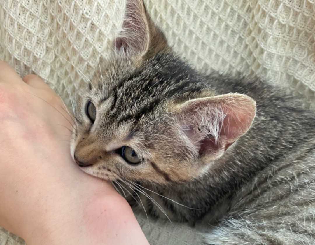 猫摸着摸着突然咬人?"过度刺激"查无实验,测到的是另一件事