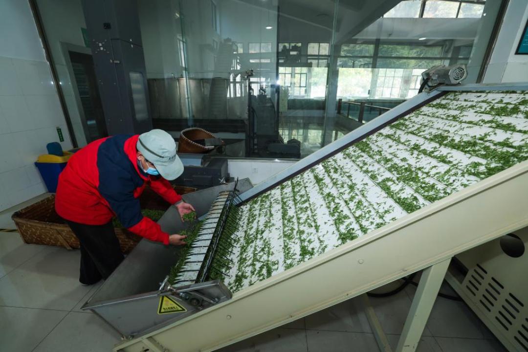 355位“制茶大师”集体作废,双11买茶别再为头衔多掏钱