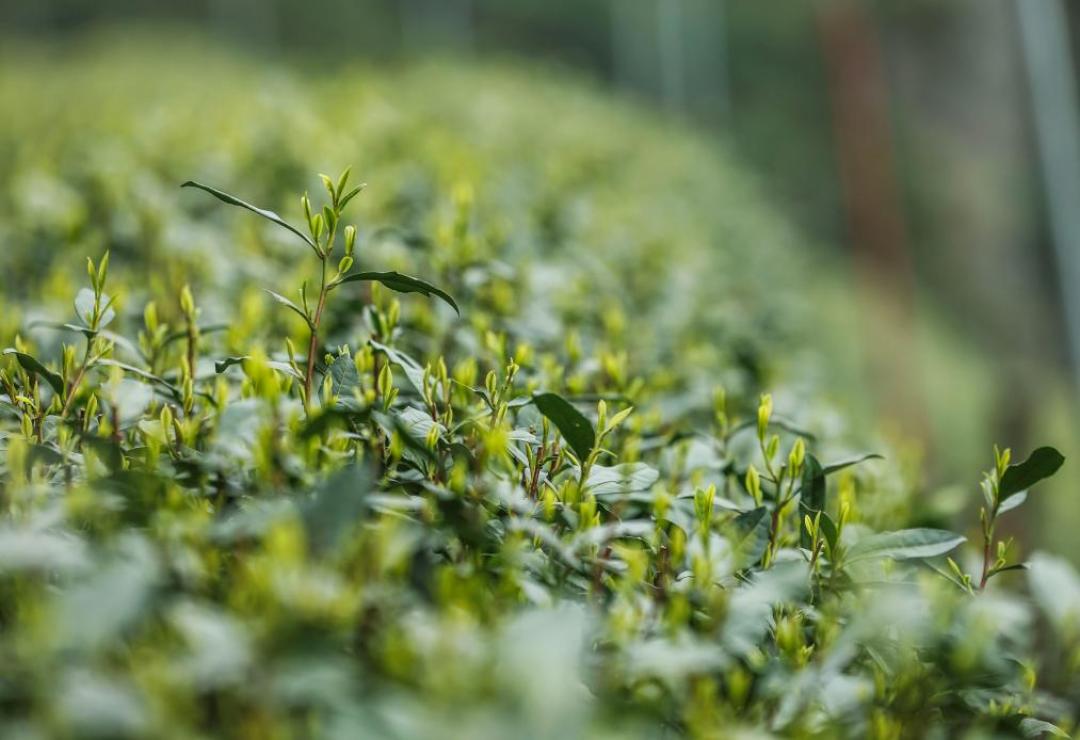 绿茶越来越不香了？豆香栗香是在哪一步丢的