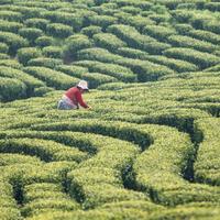 张一元茉莉花茶：158元一罐，1200元一斤，差在哪