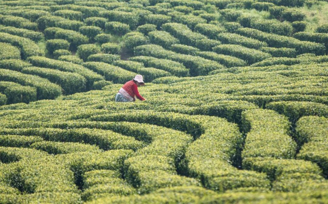 355位“制茶大师”集体作废,双11买茶别再为头衔多掏钱