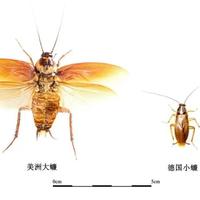 手残党必看！广式双马尾保姆级扎发教程，3步搞定复古氛围感