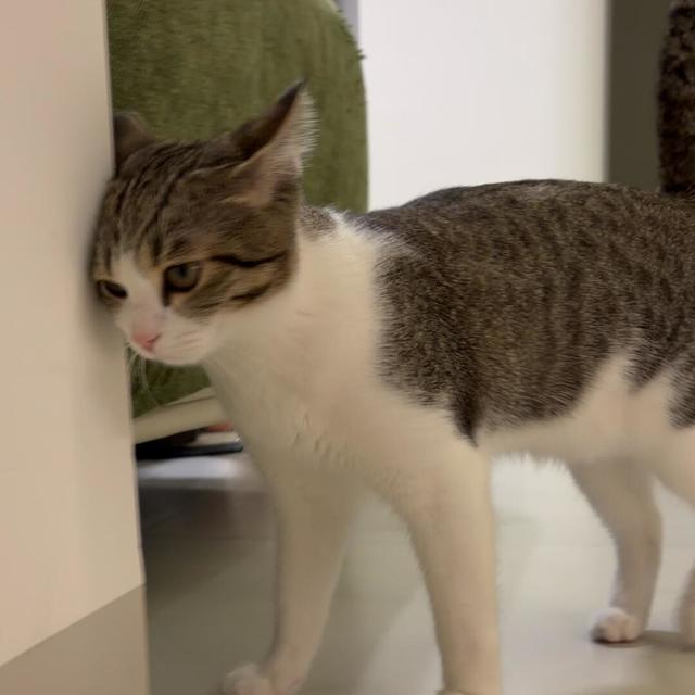 刷爆小红书的弃猫效应：所谓拿捏神技，其实是间歇性强化