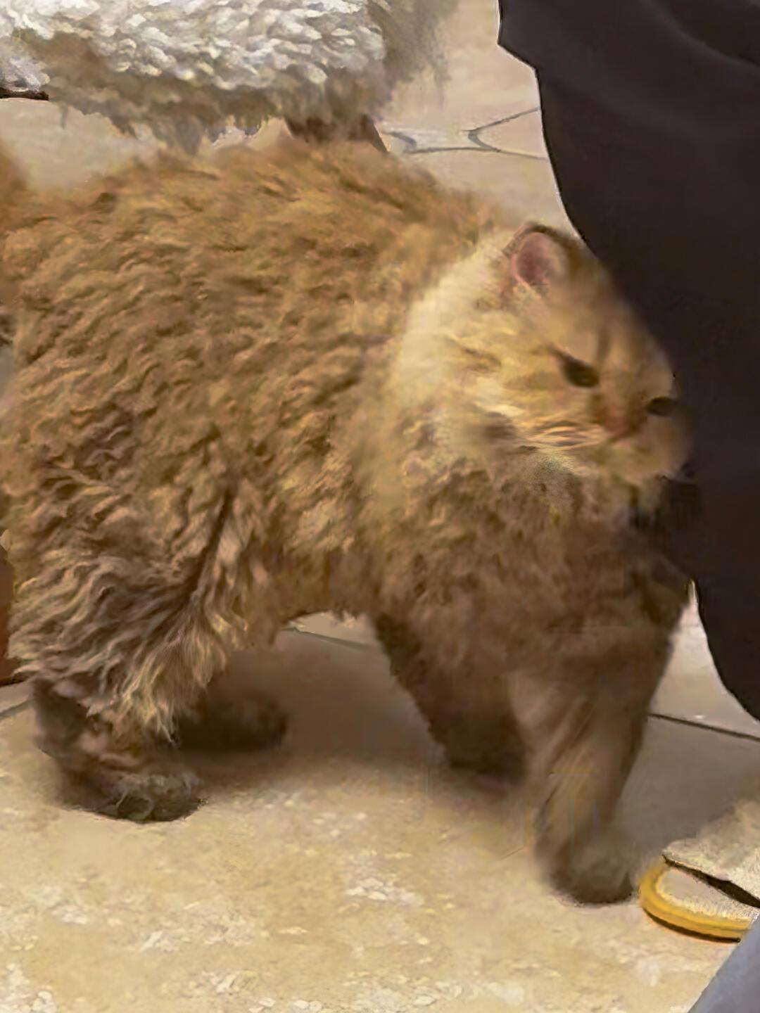 刷爆小红书的弃猫效应：所谓拿捏神技，其实是间歇性强化
