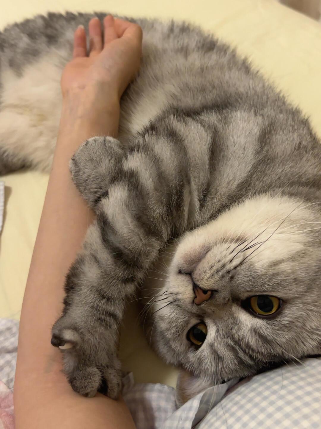 刷爆小红书的弃猫效应：所谓拿捏神技，其实是间歇性强化