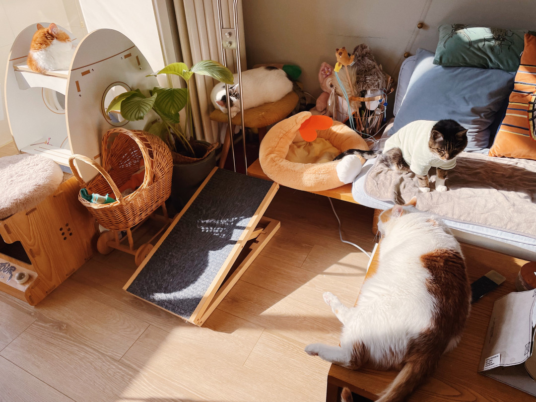 天一冷猫都