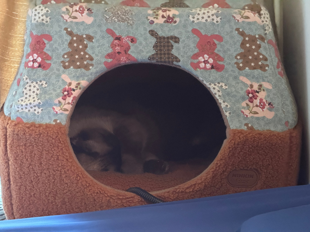 天一冷猫都
