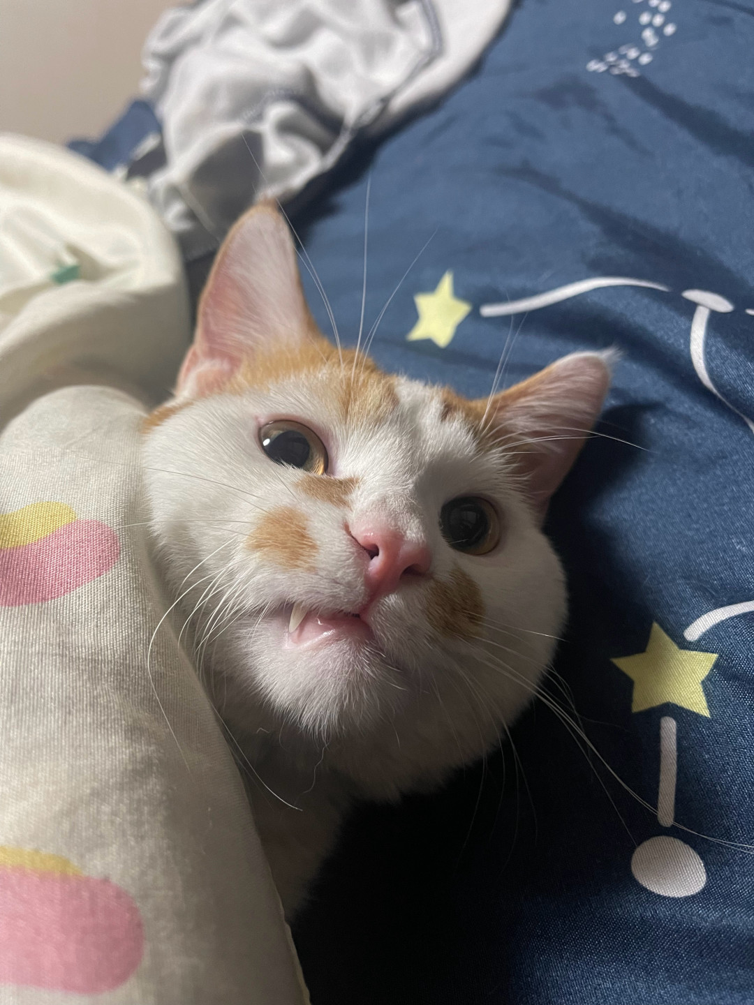 天一冷猫都