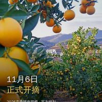 赣南脐橙11月6日开采、头茬草莓近百元一斤 | 新鲜水果10.28日报