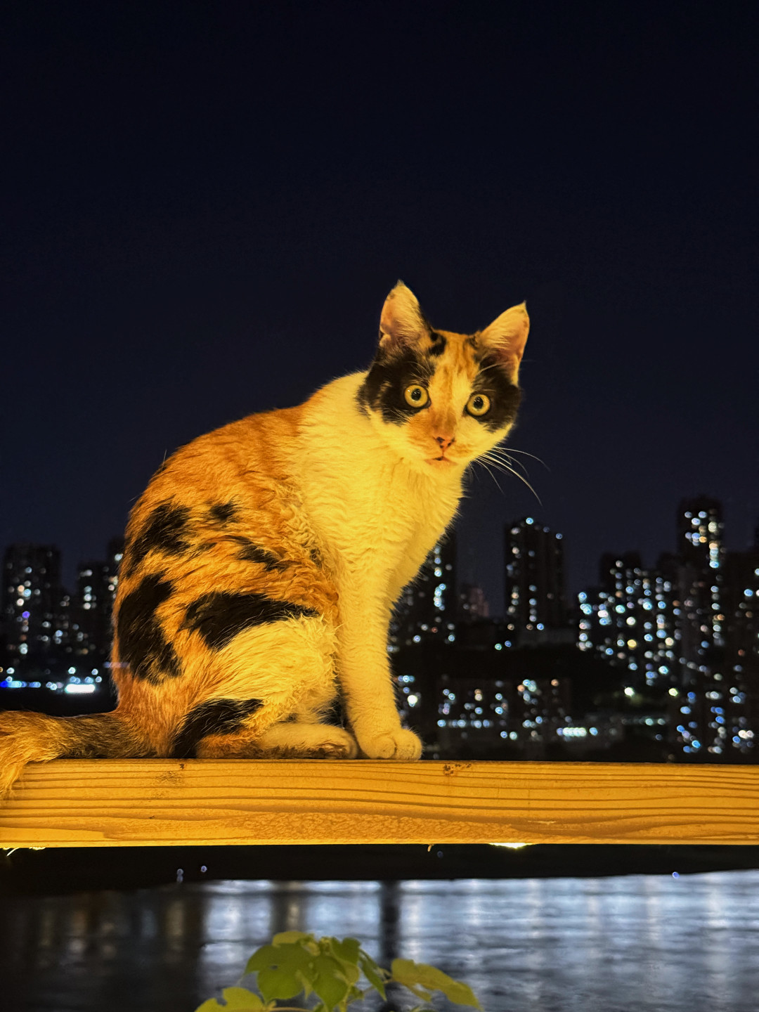 600只流浪猫长江边