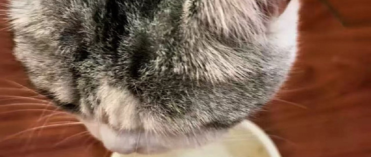 成幼猫主食猫条长肉补水日常喂养款