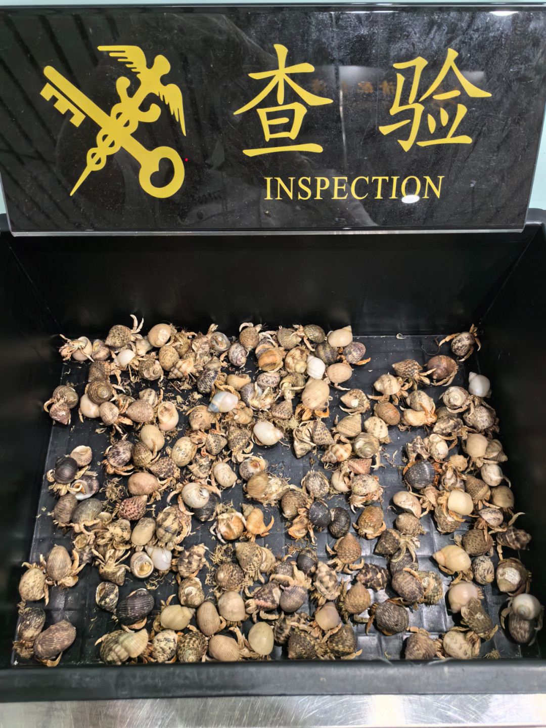 陆寄居蟹双11前价格崩盘:便宜是真的,来路全是野捕,蜕皮才是鬼门关