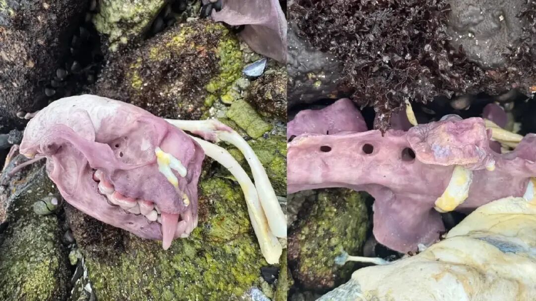 加州海滩上那副紫色的海獭骨架,是谁把它染了色?