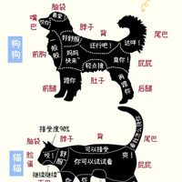 原来我一直摸错了！宠物舒适区揭秘
