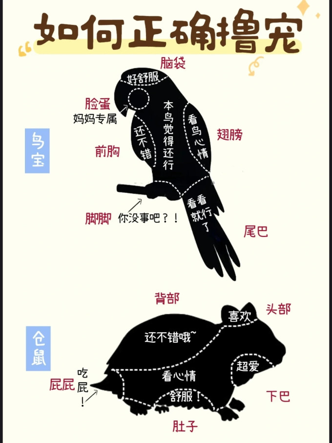 其他宠物日用