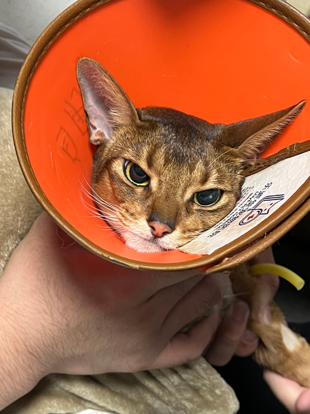 猫走到碗边又走开,不一定是挑食:有种牙病,刷牙防不住