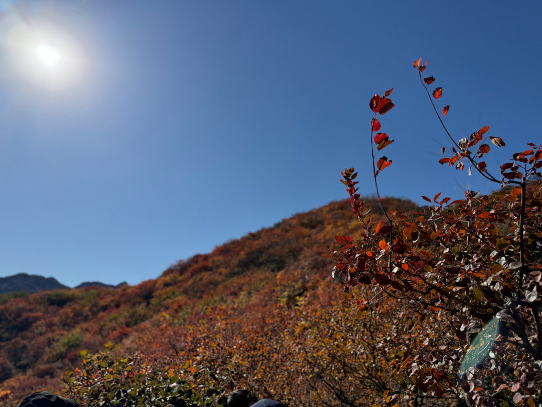 坡峰岭被万人攻打,百望山笔记被指假图:红叶遛娃的坎不是人多,是这3个数