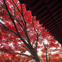 本周末🍂北京这🔟个地方进入最佳赏味期