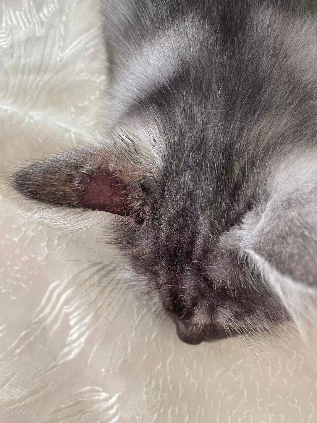 猫癣反复?先别怪药没用:我把上百条人猫互传帖摆在一起,才看清复发卡在哪