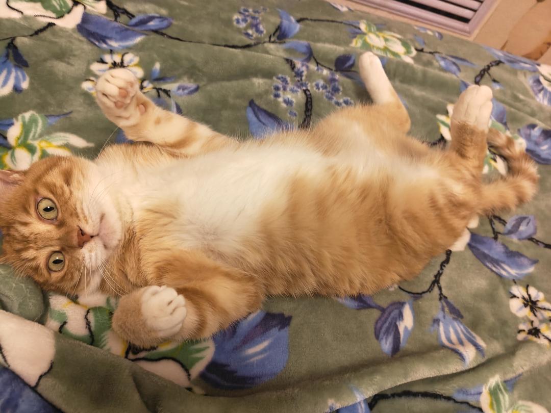 猫癣反复?先别怪药没用:我把上百条人猫互传帖摆在一起,才看清复发卡在哪