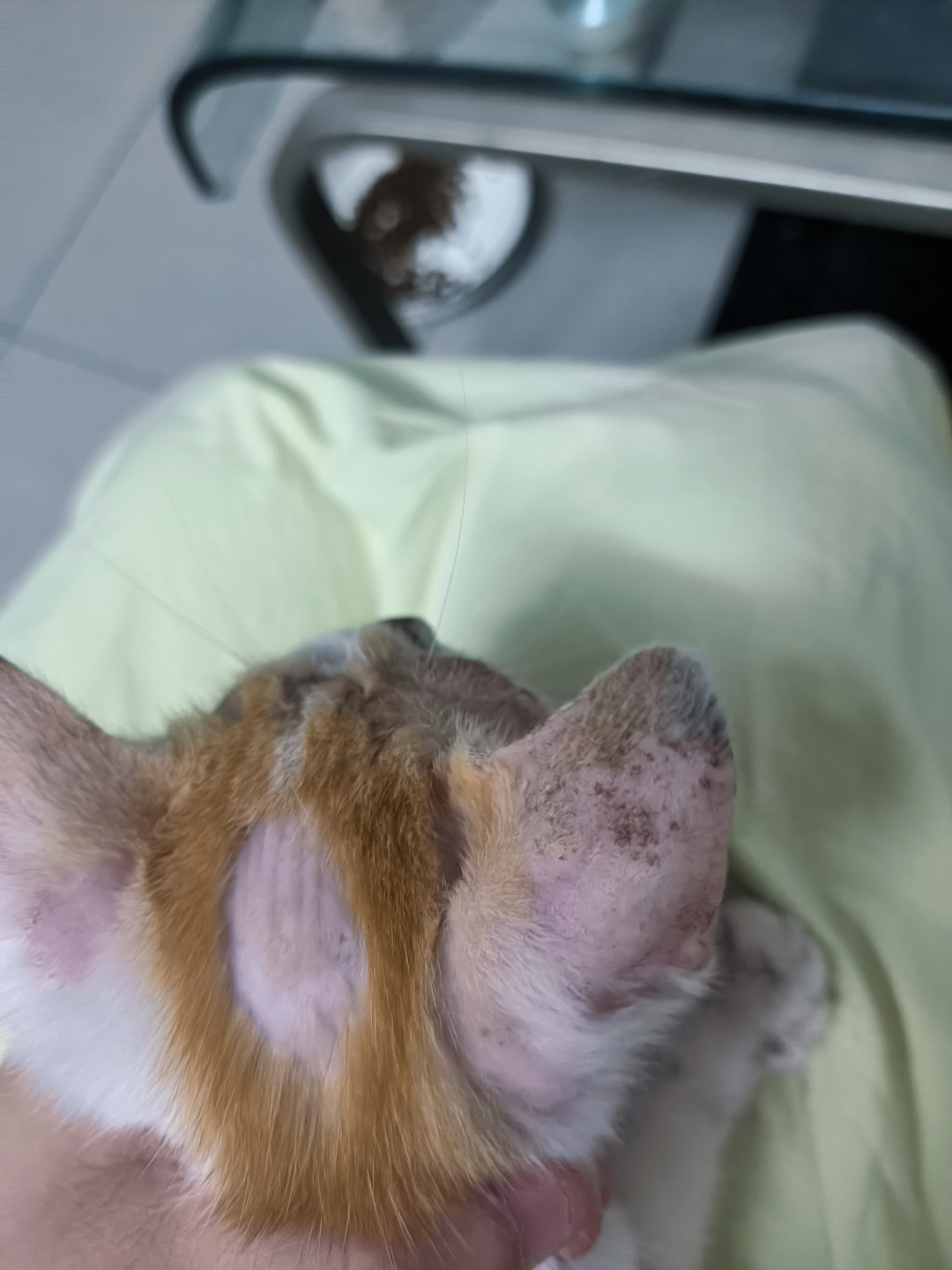 猫癣反复?先别怪药没用:我把上百条人猫互传帖摆在一起,才看清复发卡在哪