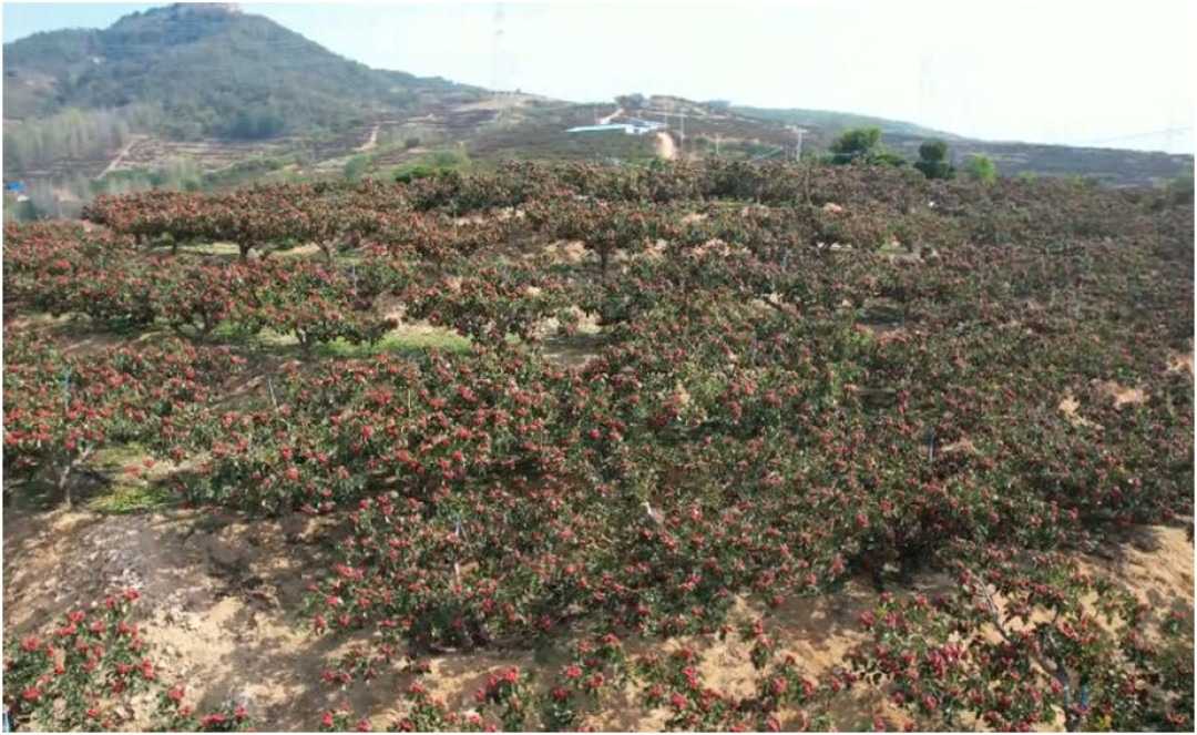 山楂大量上市,产地3元一斤、糖葫芦卖到20:十几颗甜口小山楂,让人凌晨三点跑厕所