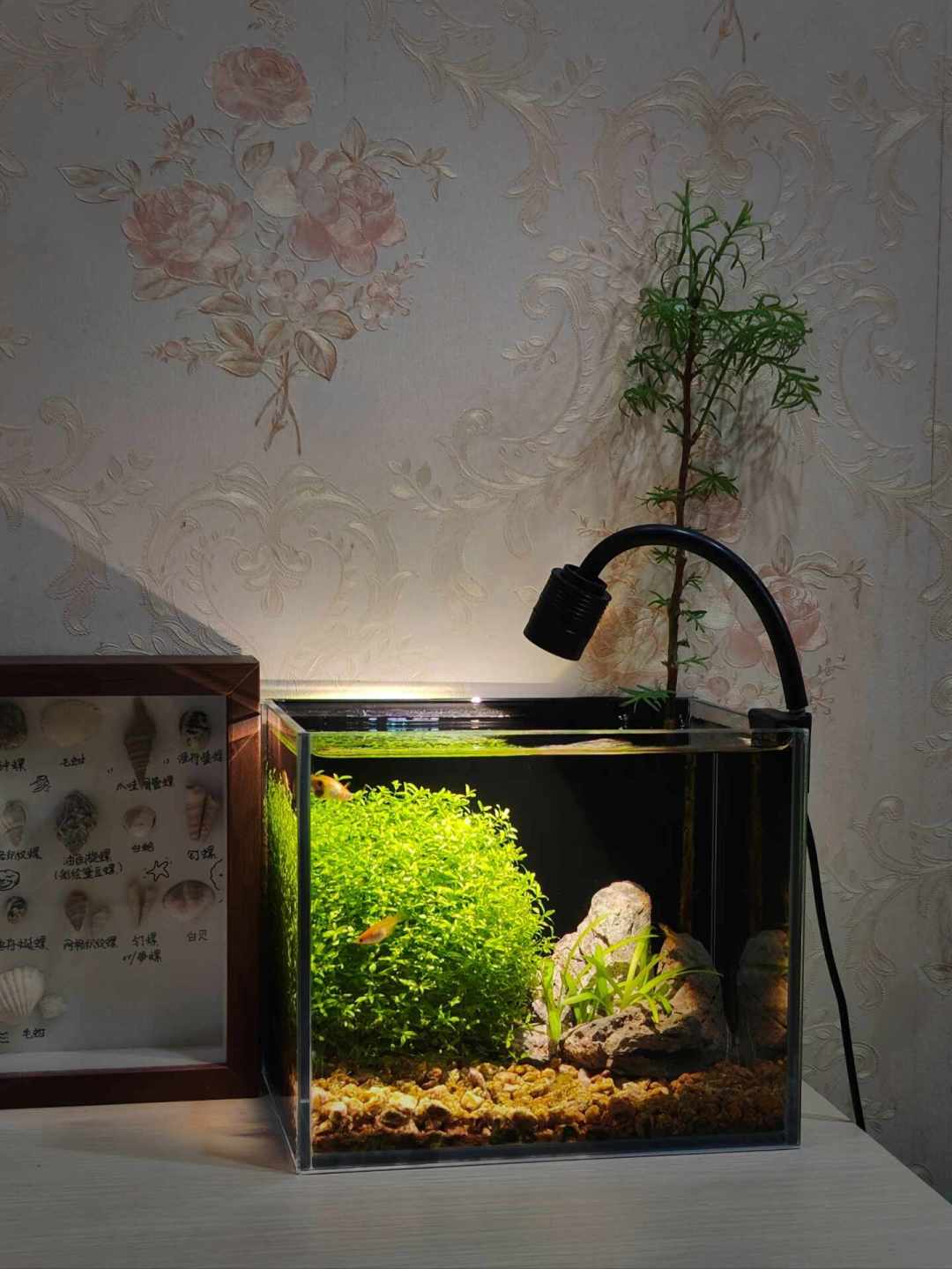 被刷屏的不加温草缸:40条宝莲灯只剩6条,活下来的是草,不是鱼