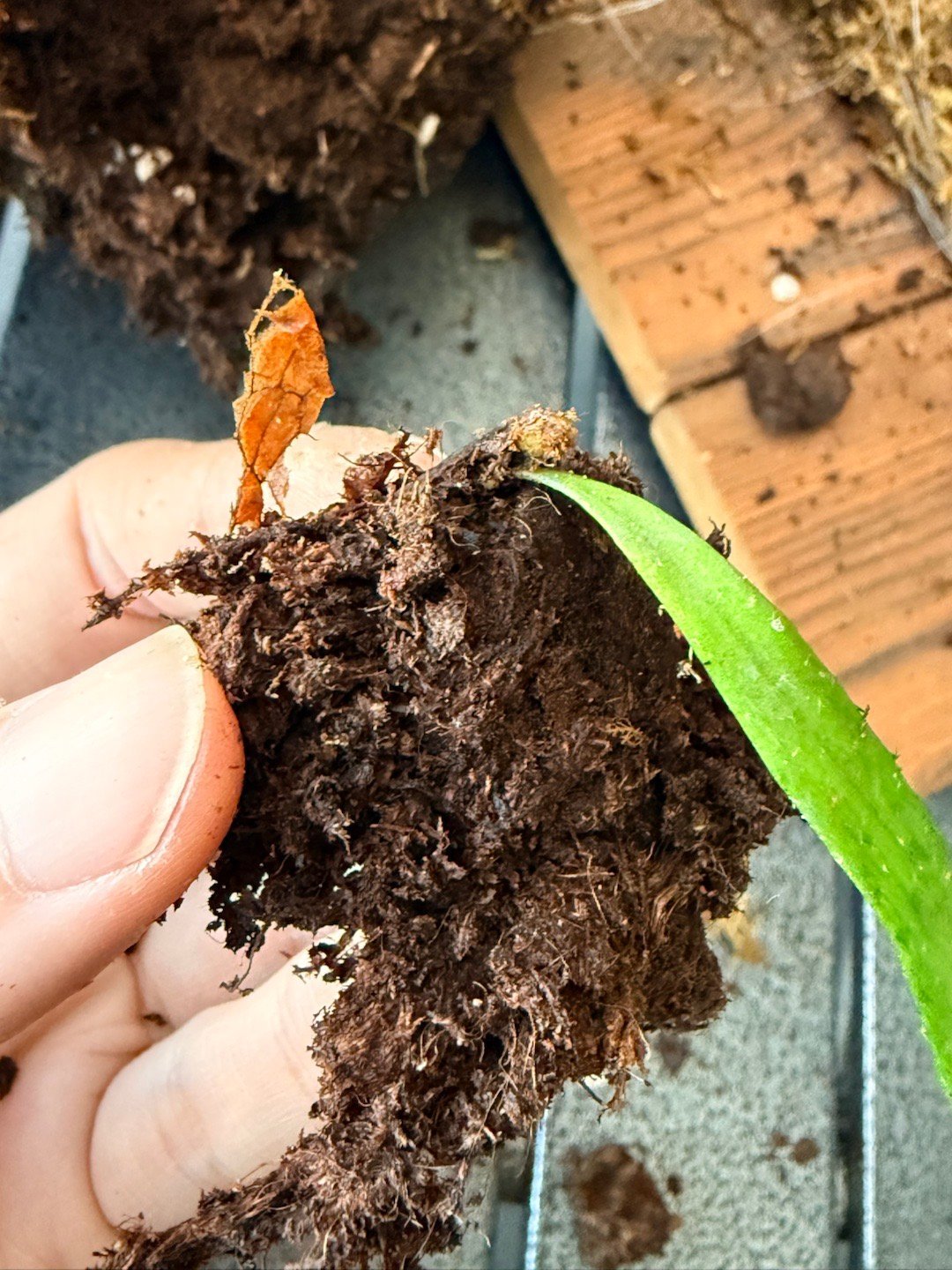 鹿角蕨的脸鼓起来，不是长大了